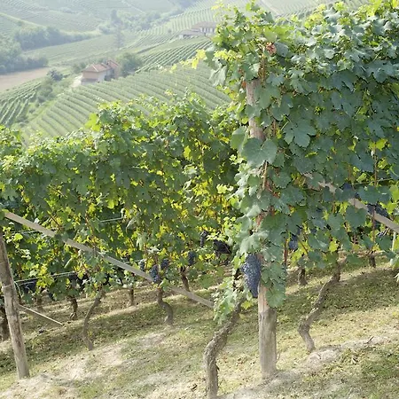 Rivella Lantgård Barbaresco
